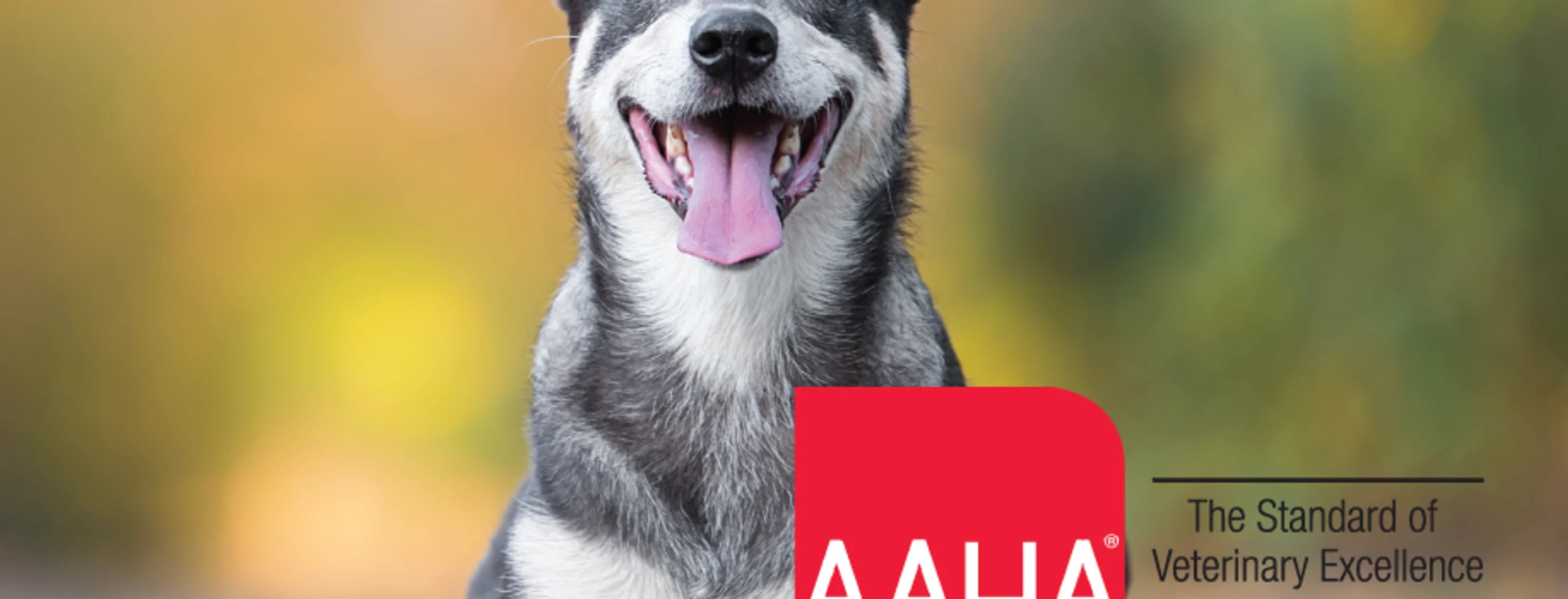 DOG AAHA Accreditation